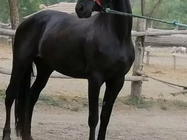 Yegua, Friesian