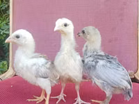 इंदियो गिगांते — फ़ोटो 6