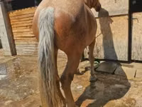 Yegua, Caballos — foto 8