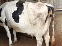 Vache, Russian Black pied cattle — photo 2