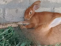 Herbe Pour Lapin — photo 2