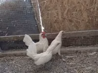 सेब्राइट — फ़ोटो 4