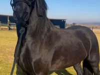 حصان, Friesian — الصورة 2