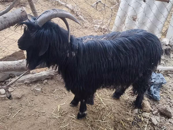 عنزة, Dagestan coarsewool goat