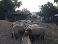 母羊, Tsigai sheep — 照片 1
