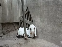Billy Goat, Nubian Goat — photo 5