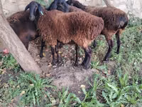 Schaf, Hissar sheep — Foto 2