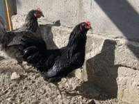 Chickens — Foto 4