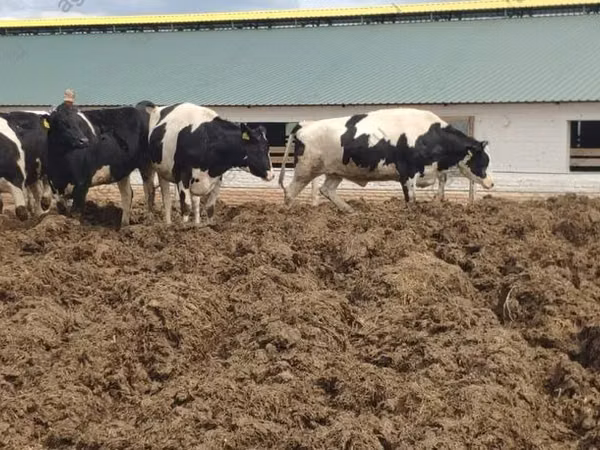 母牛, Russian Black pied cattle