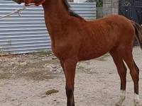 Caballo, Budyonny horse — foto 5