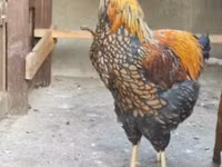 وياندوت — الصورة 2
