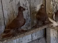 Ducks — الصورة 7