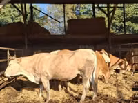 Kuh, Blonde d’Aquitane cattle — Foto 1