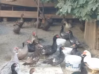 Canard musqué domestique — photo 5