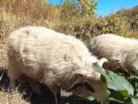 मेढ़ा, Racka sheep — फ़ोटो 4