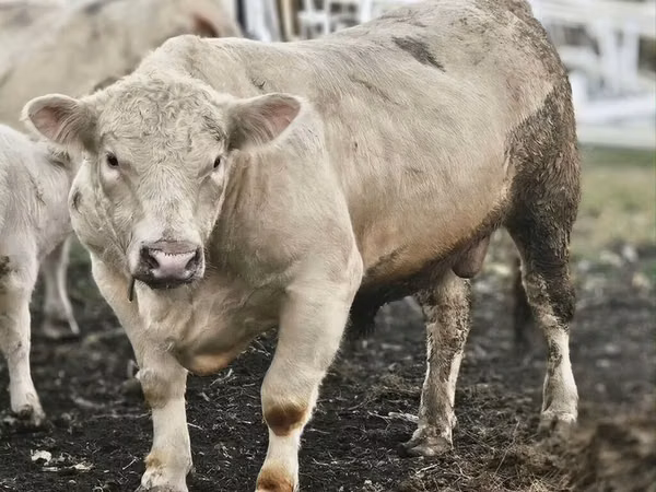 Bulle, Charolais cattle
