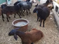 公羊, Arabi sheep — 照片 4