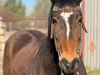 Cheval, Mustang — photo 3