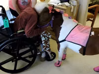 Stute, Miniature horse — Foto 7