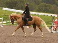 घोड़ा, Quarter Horse — फ़ोटो 7
