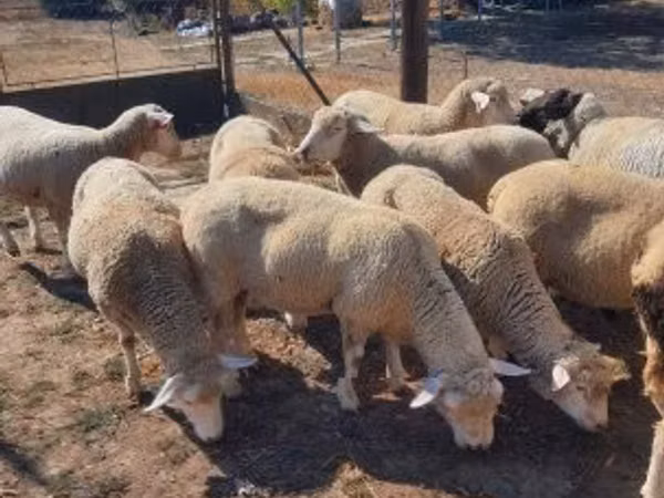 كبش, Ile-de-France sheep