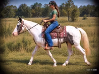 Hengst, National Show Horse — Foto 2