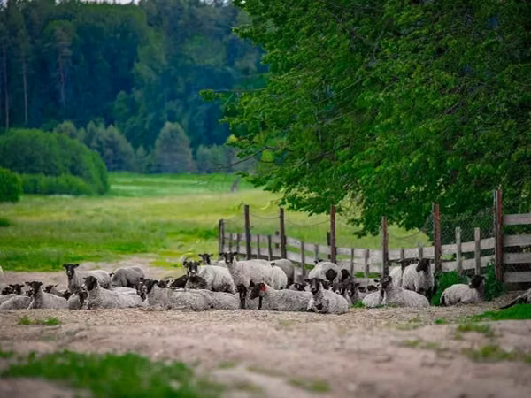 公羊, Romanov sheep