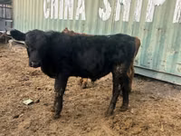 Taureau, Aberdeen-Angus — photo 3