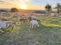 公羊, Katum sheep — 照片 1