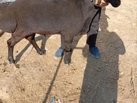 كبش, Rhon sheep — الصورة 3