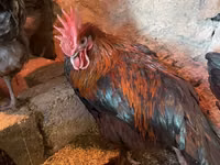 Marans — Foto 3
