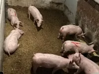 नर सूअर — फ़ोटो 8