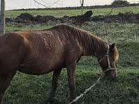 Stute, Azerbaijan horse — Foto 2