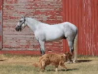 Cheval, Tennessee Walking Horse — photo 2