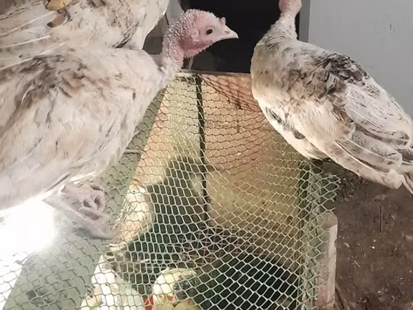 Индейки