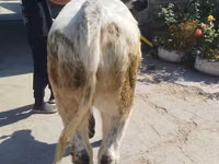 Bull, Ukrainian grey cattle — photo 1