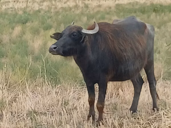 母牛, African Buffalo