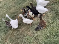 Ducks — Foto 3