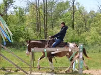 Hengst, Pinto horses — Foto 4