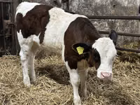 Rinder (Partie, Geschlecht nicht angegeben), Simmental cattle — Foto 3