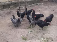 Gallo de pelea de fosa australiano — foto 1