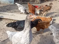 Chickens — foto 2