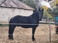 Horse (M), Nonius horse — photo 5