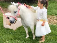 Hengst, Miniature horse — Foto 2