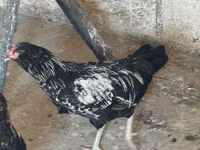 Ameraucana — foto 3