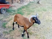 Ram, Cameroon sheep — photo 2