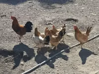 Chickens — photo 1