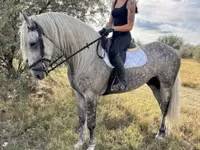 Horse (M), Andalusian horse — photo 4