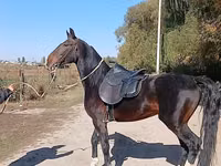 公马, French Trotter — 照片 5