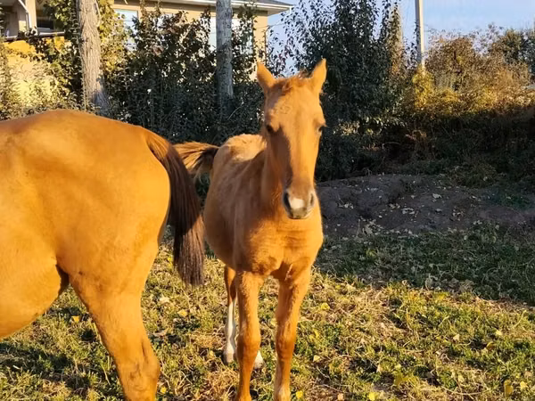 Chevaux (lot, sexe non indiqué), Thoroughbred horse
